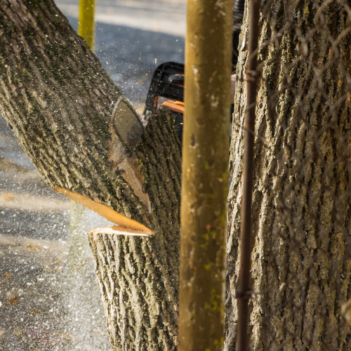 Edmonds Tree Service Image