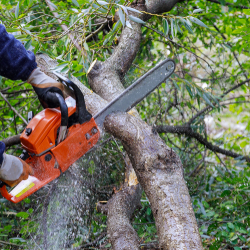 Edmonds Tree Service Image